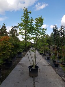 Juglans regia 250-300 cm container meerstammig - afbeelding 2
