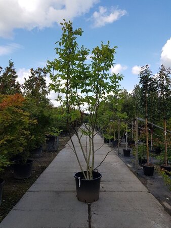 Juglans regia 250-300 cm container multi-stem - image 1