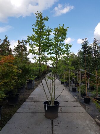 Juglans regia 250-300 cm container multi-stem - image 2