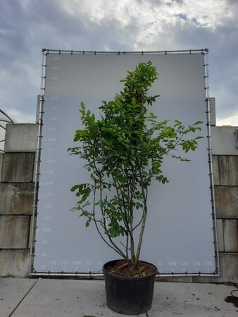 Juglans regia 300-350 cm draadkluit meerstammig