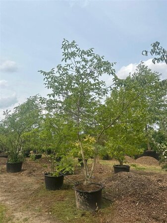 Juglans regia 350-400 cm cont. 160L multi-stem
