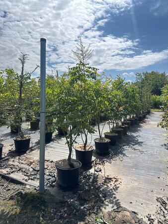 Koelreuteria paniculata 125-150 cm cont. 20L meerstammig
