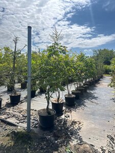 Koelreuteria paniculata 125-150 cm cont. 20L multi-stem