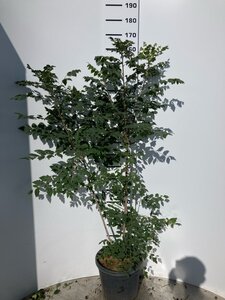 Koelreuteria paniculata 150-175 cm cont. 25L meerstammig - afbeelding 2