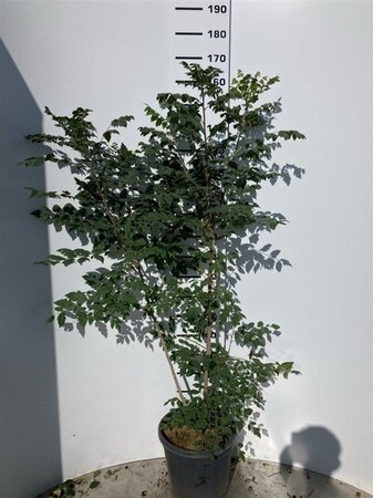 Koelreuteria paniculata 150-175 cm cont. 25L multi-stem - image 1