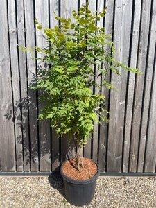 Koelreuteria paniculata 150-175 cm cont. 45L meerstammig solitair - afbeelding 2