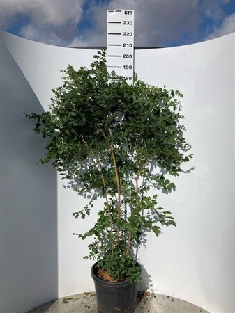 Koelreuteria paniculata 150-175 cm cont. 45L multi-stem Single - image 1