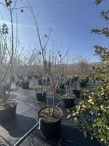 Koelreuteria paniculata 150-175 cm cont. 80L meerstammig