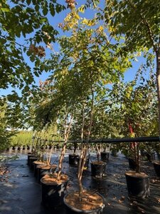 Koelreuteria paniculata 200-225 cm cont. 35L meerstammig