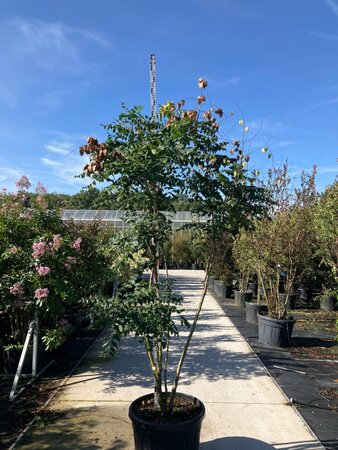 Koelreuteria paniculata 200-250 cm cont. 150L meerstammig