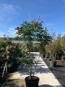 Koelreuteria paniculata 200-250 cm cont. 150L multi-stem