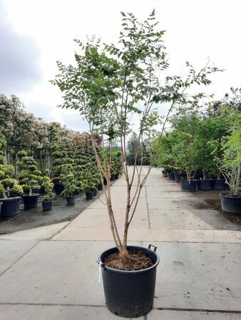 Koelreuteria paniculata 200-250 cm container meerstammig - afbeelding 7