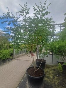Koelreuteria paniculata 200-250 cm container meerstammig