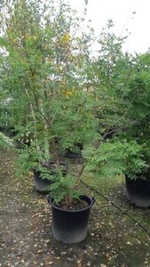 Koelreuteria paniculata 200-250 cm container meerstammig - afbeelding 6