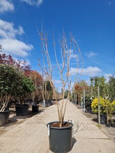 Koelreuteria paniculata 200-250 cm container meerstammig - afbeelding 5