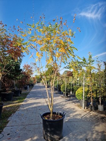 Koelreuteria paniculata 200-250 cm container meerstammig - afbeelding 4