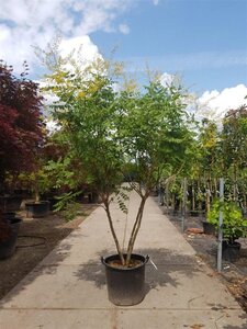 Koelreuteria paniculata 200-250 cm container meerstammig - afbeelding 9