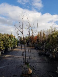 Koelreuteria paniculata 200-250 cm container meerstammig - afbeelding 11
