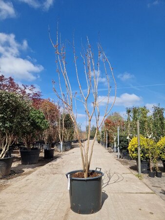 Koelreuteria paniculata 200-250 cm container multi-stem - image 4