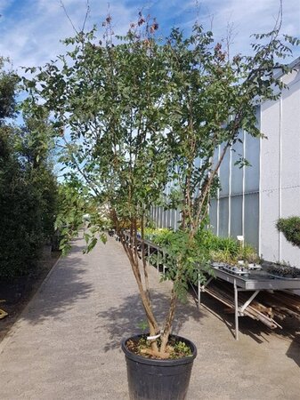 Koelreuteria paniculata 250-300 cm cont. 130L multi-stem