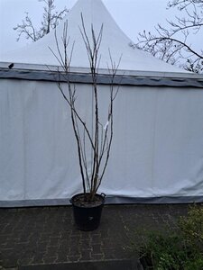 Koelreuteria paniculata 250-300 cm cont. 65L multi-stem