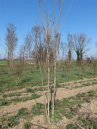Koelreuteria paniculata 250-300 cm draadkluit meerstammig extra - afbeelding 1