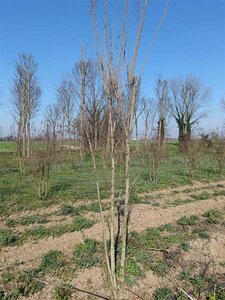 Koelreuteria paniculata 250-300 cm draadkluit meerstammig extra