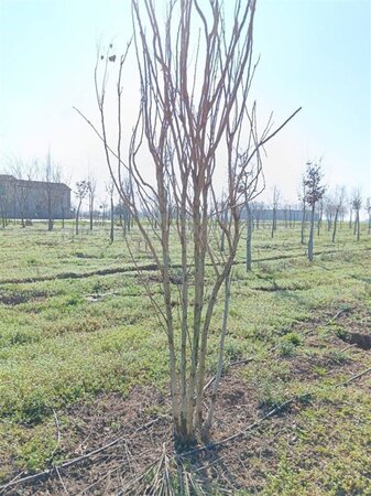 Koelreuteria paniculata 250-300 cm draadkluit meerstammig extra - afbeelding 2