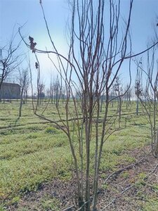 Koelreuteria paniculata 250-300 cm draadkluit meerstammig extra - afbeelding 3