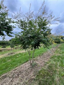 Koelreuteria paniculata 250-300 cm draadkluit meerstammig extra - afbeelding 7