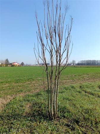 Koelreuteria paniculata 250-300 cm draadkluit meerstammig extra - afbeelding 4