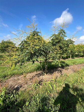 Koelreuteria paniculata 250-300 cm draadkluit meerstammig extra - afbeelding 3