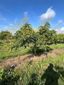 Koelreuteria paniculata 250-300 cm draadkluit meerstammig extra - afbeelding 3