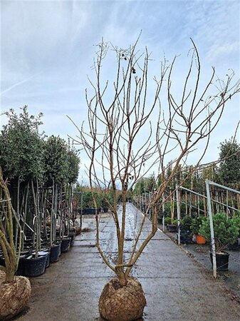 Koelreuteria paniculata 250-300 cm draadkluit meerstammig extra - afbeelding 3