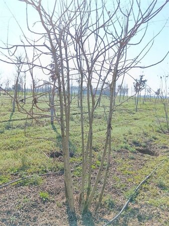 Koelreuteria paniculata 250-300 cm draadkluit meerstammig extra - afbeelding 5