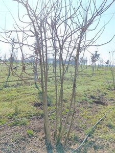 Koelreuteria paniculata 250-300 cm draadkluit meerstammig extra - afbeelding 5