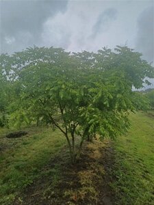 Koelreuteria paniculata 250-300 cm draadkluit meerstammig extra - afbeelding 8