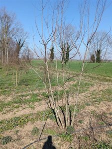 Koelreuteria paniculata 250-300 cm draadkluit meerstammig extra - afbeelding 6