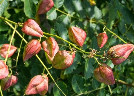 Koelreuteria paniculata 300-350 cm cont. 110L meerstammig - afbeelding 1