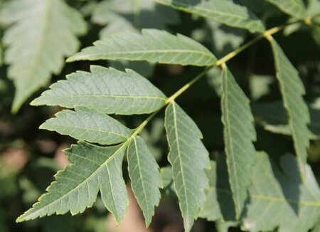 Koelreuteria paniculata 300-350 cm cont. 110L meerstammig - afbeelding 13