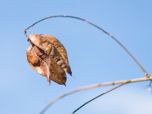 Koelreuteria paniculata 300-350 cm cont. 110L meerstammig - afbeelding 12