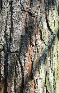 Koelreuteria paniculata 300-350 cm cont. 110L meerstammig - afbeelding 10