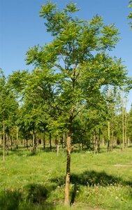Koelreuteria paniculata 300-350 cm cont. 110L meerstammig - afbeelding 6