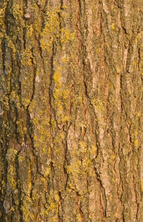 Koelreuteria paniculata 300-350 cm cont. 110L meerstammig - afbeelding 5