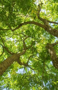 Koelreuteria paniculata 300-350 cm cont. 110L meerstammig - afbeelding 4