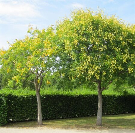 Koelreuteria paniculata 300-350 cm cont. 110L meerstammig - afbeelding 3