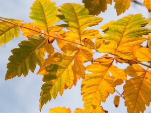 Koelreuteria paniculata 300-350 cm cont. 110L meerstammig - afbeelding 2
