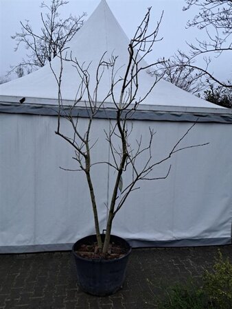 Koelreuteria paniculata 300-350 cm cont. 130L meerstammig