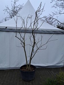 Koelreuteria paniculata 300-350 cm cont. 130L multi-stem