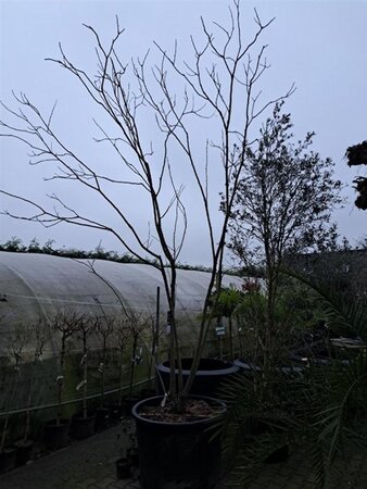 Koelreuteria paniculata 350-400 cm cont. 375L multi-stem